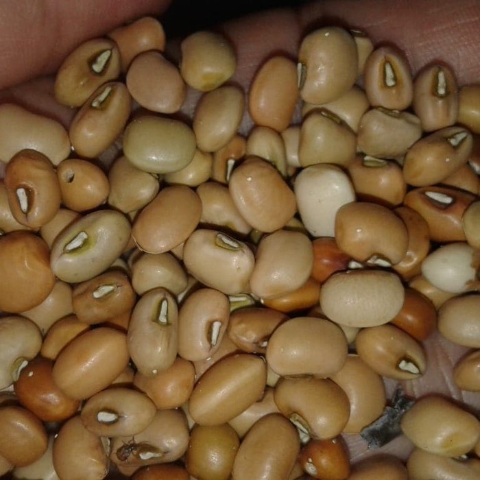 

Kacang Tolo Kacang Tunggak 250 Gram