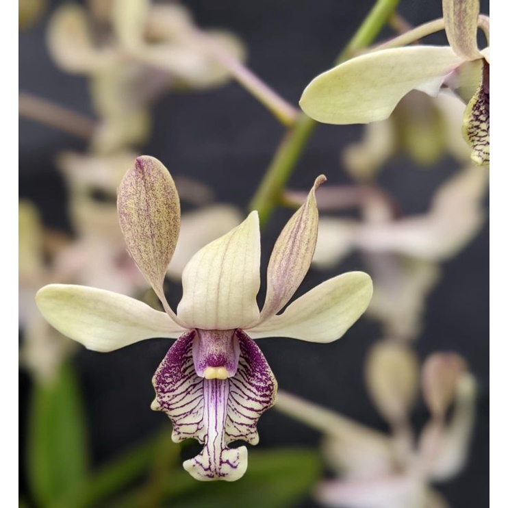 Dendrobium Edfrans Charming Seedling