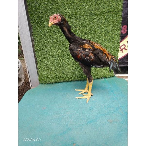 SHamoKhoy Vitamin Kesehatan Ayam Promo Bonus Anakan Ayam Trah SHamoKhoy Tulang Besar mental Jawara P