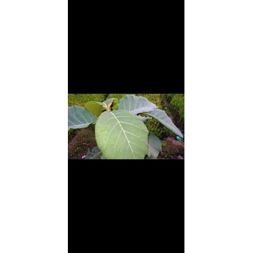 

daun jati segar