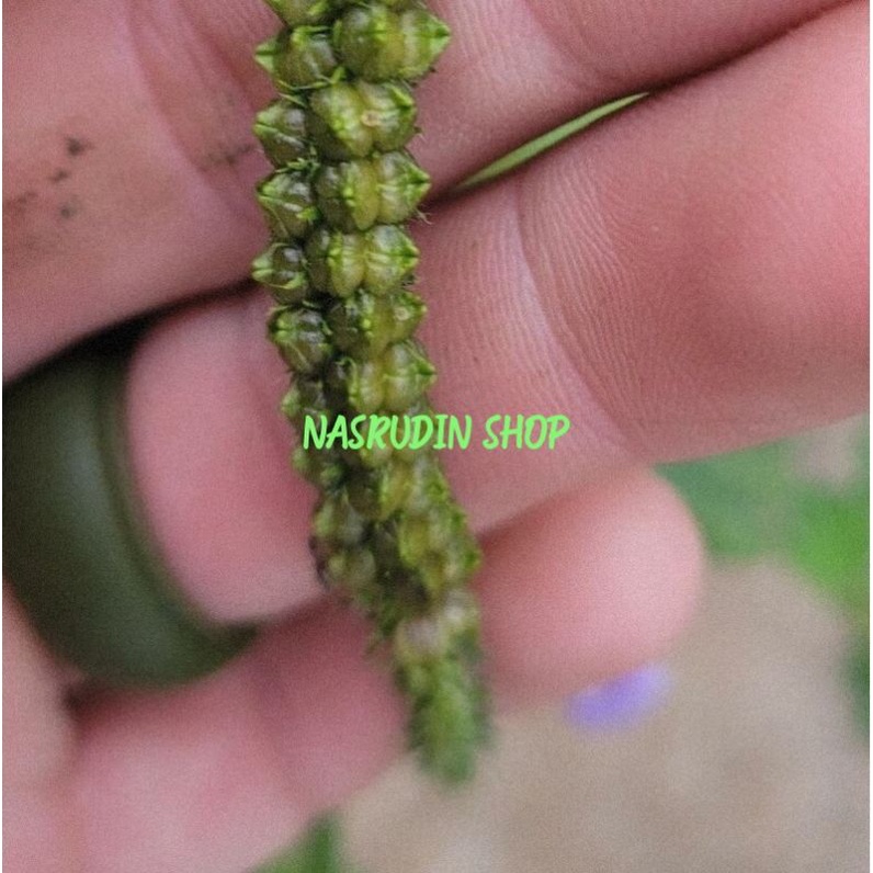 

[Fresh] BIBIT BIJI SANGKETAN 30 BIJI BIBIT BIJI SANGKET BIBIT BIJI DAUN SANGKETAN BIBIT DAUN SANGKET