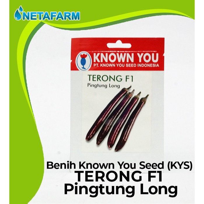 Benih / Biji / Bibit KNOWN YOU SEED KYS TERONG F1 - 1 Pack