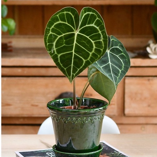 Anthurium Clarinervium - Anthurium karet - Bibit Anthurium Clarynervium - Clarynervium - Clarynerviu
