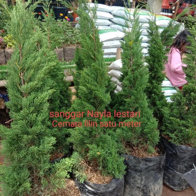 Tanaman hias Cemara lilin 1 meter