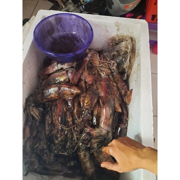 

cumi-cumi,cumi segar,cumi frozen fresh
