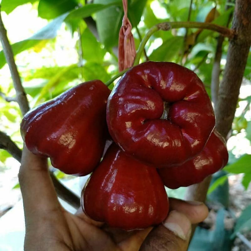 Bibit jambu air citra super manis