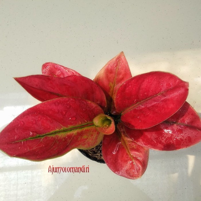 TANAMAN HIAS AGLONEMA AYUNINDI ORIGINAL BEST QUALITY