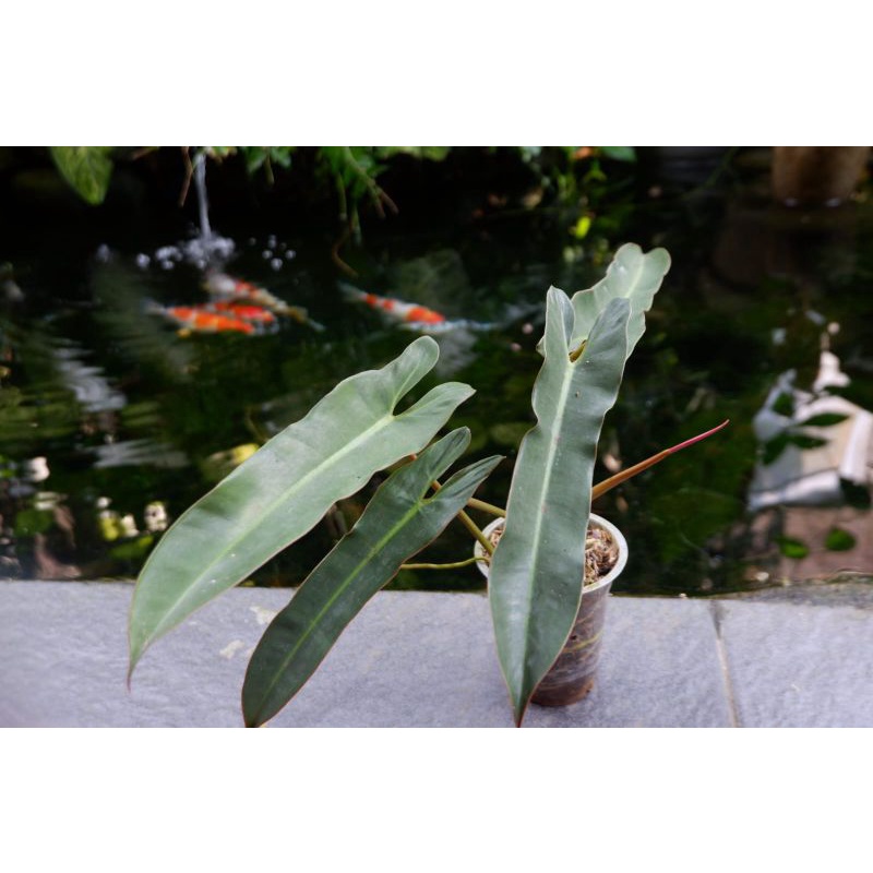 phillodendron x atabapoense