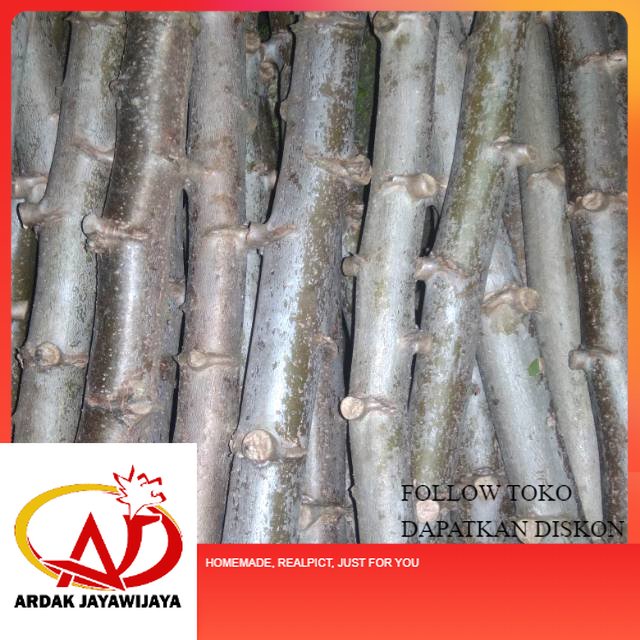 Bibit Stek batang singkong ubi kayu per batang