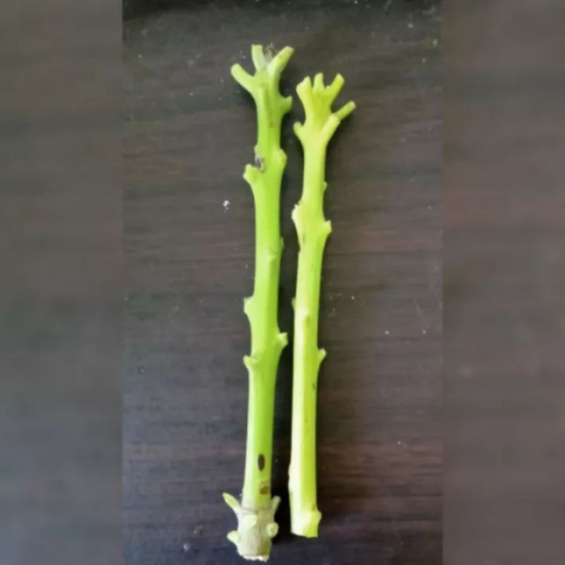 entres pucuk mangga cinawang/Mahatir fress 2 biji