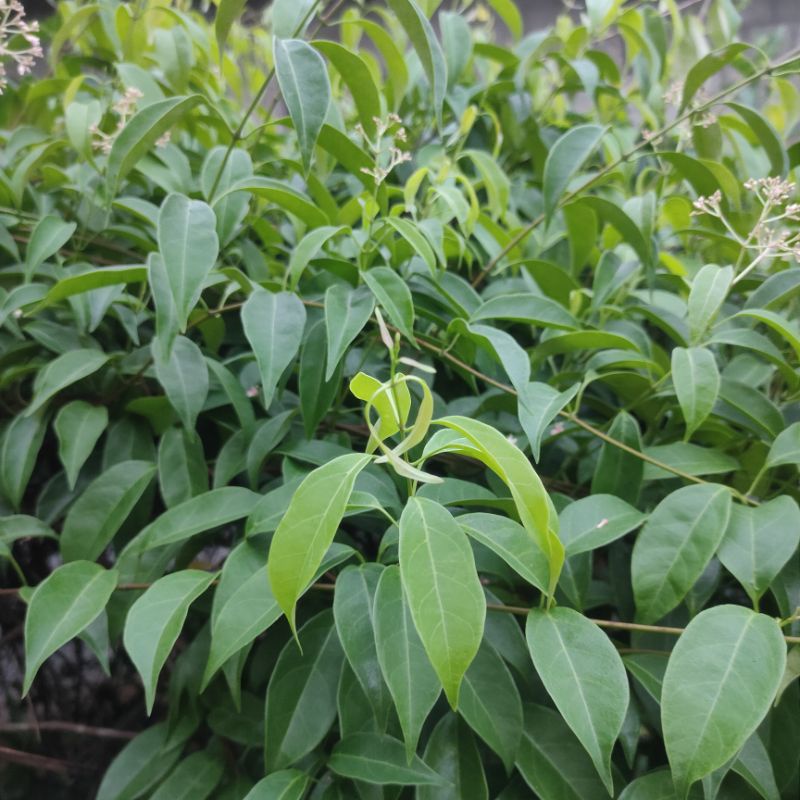 

Daun Kusambi untuk gulai ikan 500