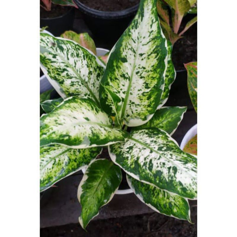 diven sparkle/lukisan cinta