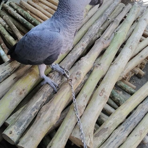 Tangkringan kayu kopi / tangkringan macaw
