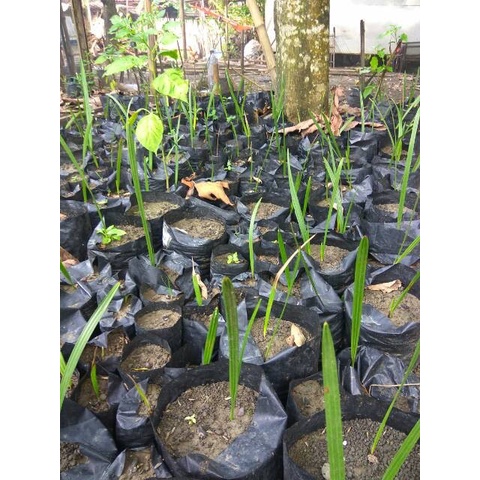 bulan pohon kurma 6-8 arab Bibit valid