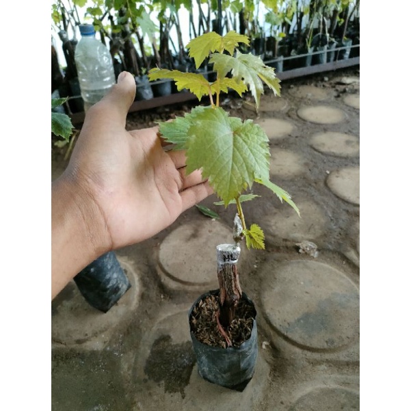 Tanaman buah Anggur import Helloween