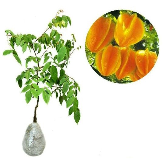 Bibit Tanaman buah Belimbing Madu siap berbuah GG22