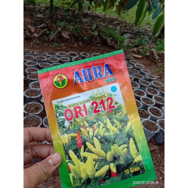 benih cabe ori 212