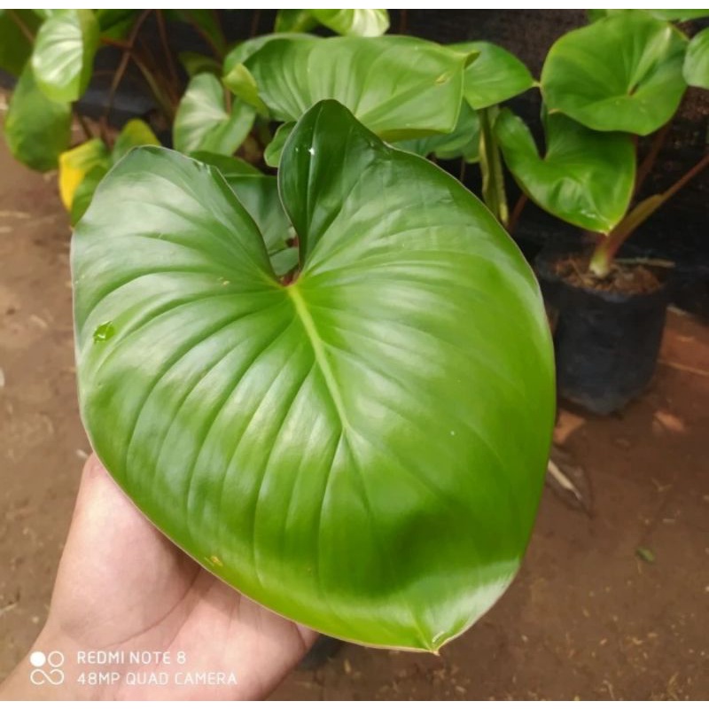 tanaman homalomena rubescens / homalomena rubescens hijau