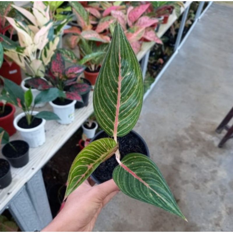 tanaman hias baby aglonema green legacy