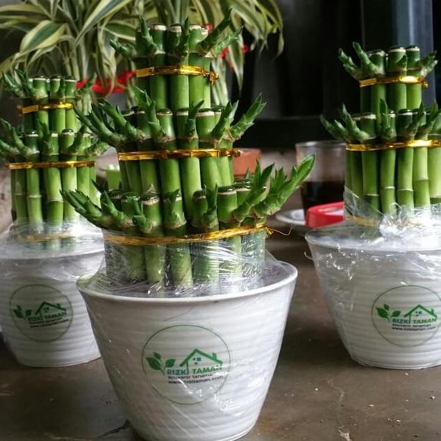 PROMO Lucky bamboo | bambu hoki | souvenir tanaman