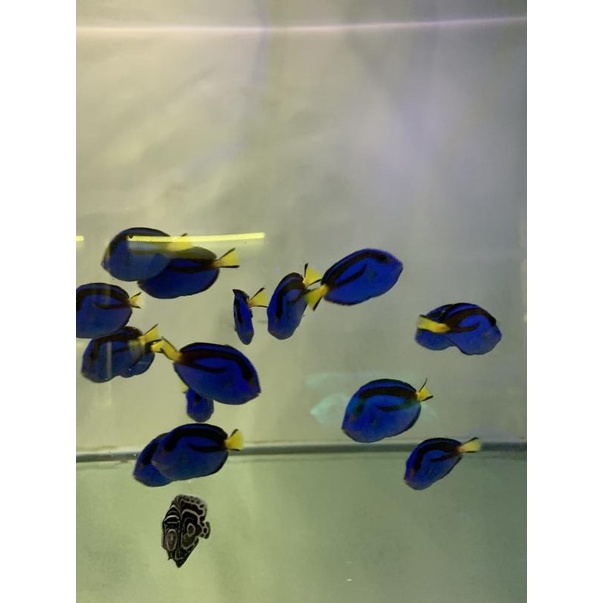 Ikan Hias Air Laut Dory/Dori S - M-5,5cm