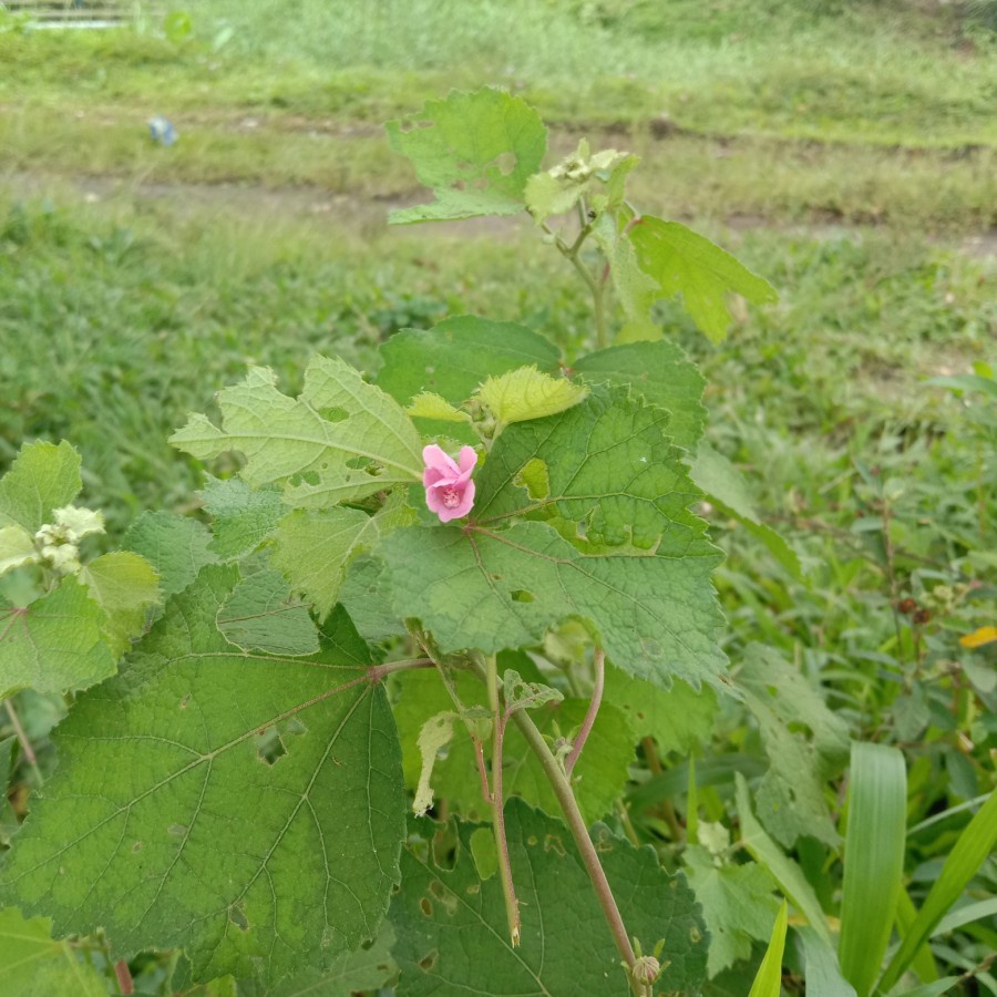 

Daun pulutan segar (Urena lobata Linn) 100 lembar