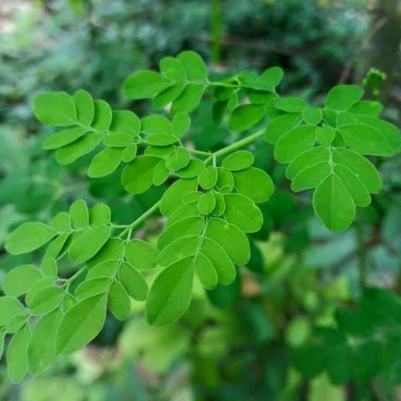 

DAUN KELOR SEGAR PERTANGKAI DIPETIK LANGSUNG DARI Pohonnya!