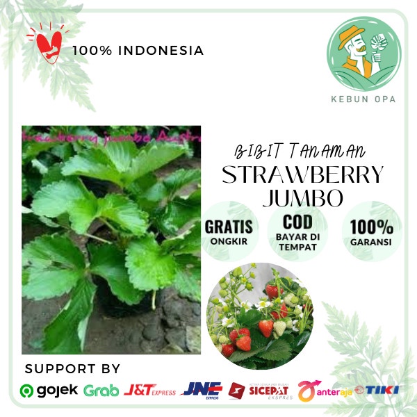 Tanaman Buah Strawberry Jumbo Segar EE44