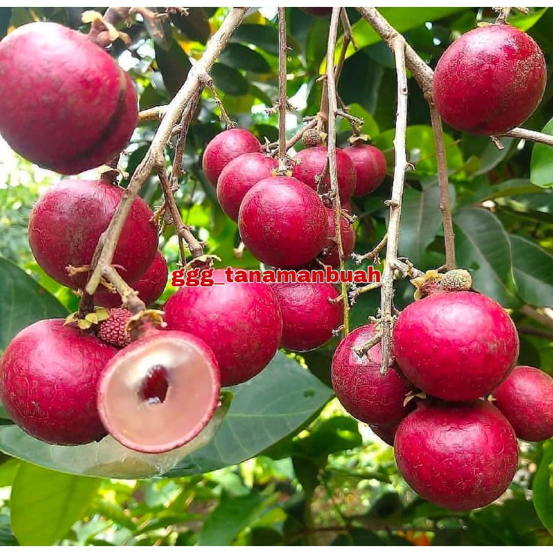 Bibit Kelengkeng Merah Super Asli Okulasi Cepat Berbuah