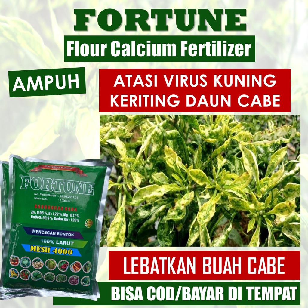 (SIAP KIRIM) FORTUNE 1 KG - Obat Semprot Daun Cabe Keriting Bule Dan Kuning Bulai Cabai Rawit Basah 