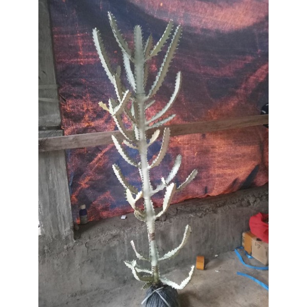 euphorbia lactea white ghost/kaktus tulang putih