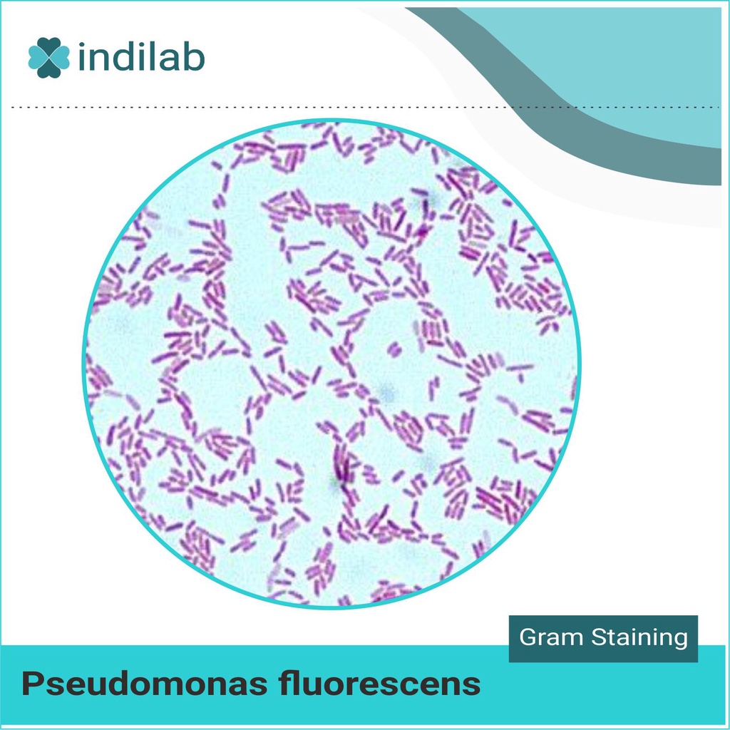 Kultur Isolat Murni bakteri Pseudomonas fluorescens