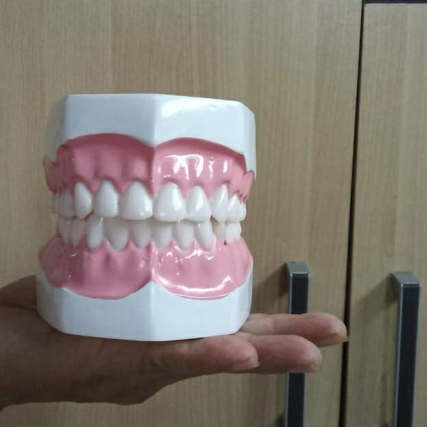 model gigi / torso gigi / manikin gigi / phantom gigi