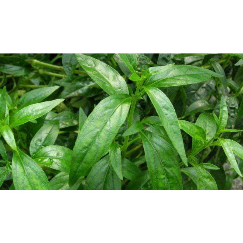 Daun Sambiloto segar//Daun Sambiloto fresh// 100 gram daun Sambiloto