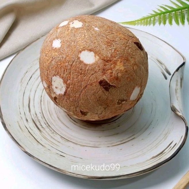 

KELAPA KUPAS BULAT UTUH 1 BUAH BUTIR