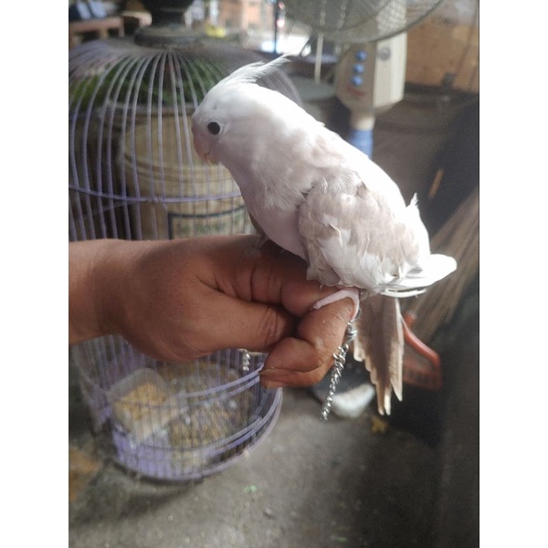 burung falk white face mandiri