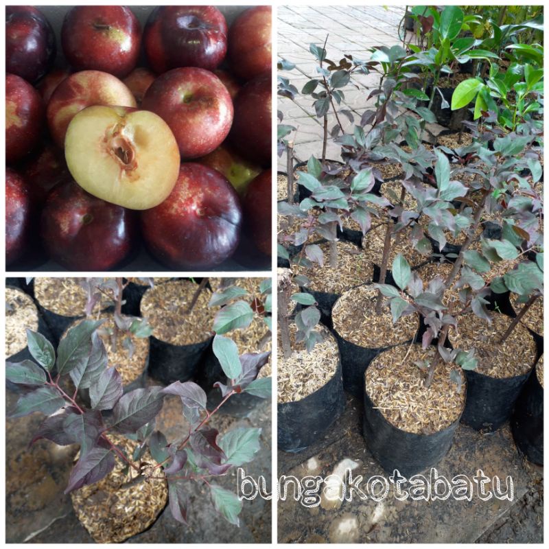 Jual Bibit Tanaman Buah Plum Ungu (Purple Leaf Plum) Shopee Indonesia