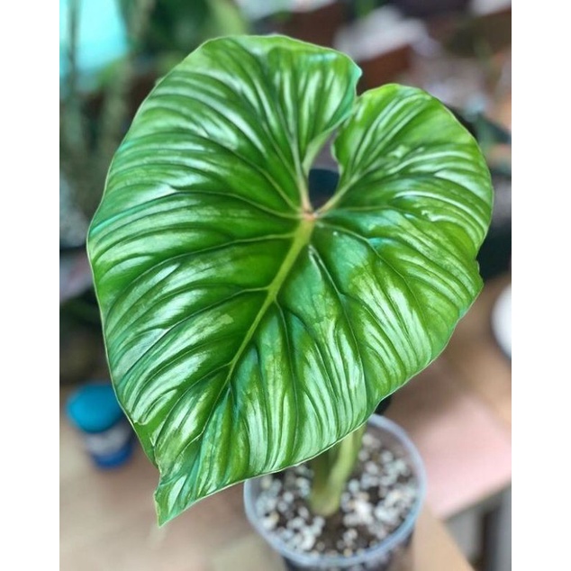Philodendron Plowmanii