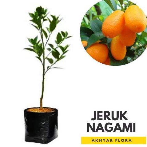 Bibit Jeruk Nagami Okulasi Pohon Jeruk Nagami Jepang EE22