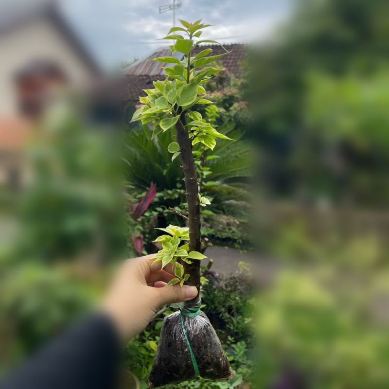 bugenvil bougainvillea singapura