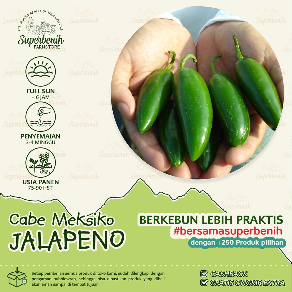 5 Biji - Benih Cabe JALAPENO, buah silindris, padat, sangat pedas