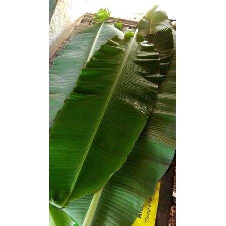 

Daun Pisang Per 10 lembar