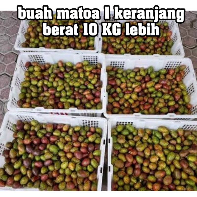 

✨ BUAH MATOA 1 KRAT 11 KG FRESH MANIS BANGET !!