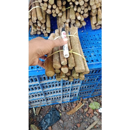 stek bonsai sancang