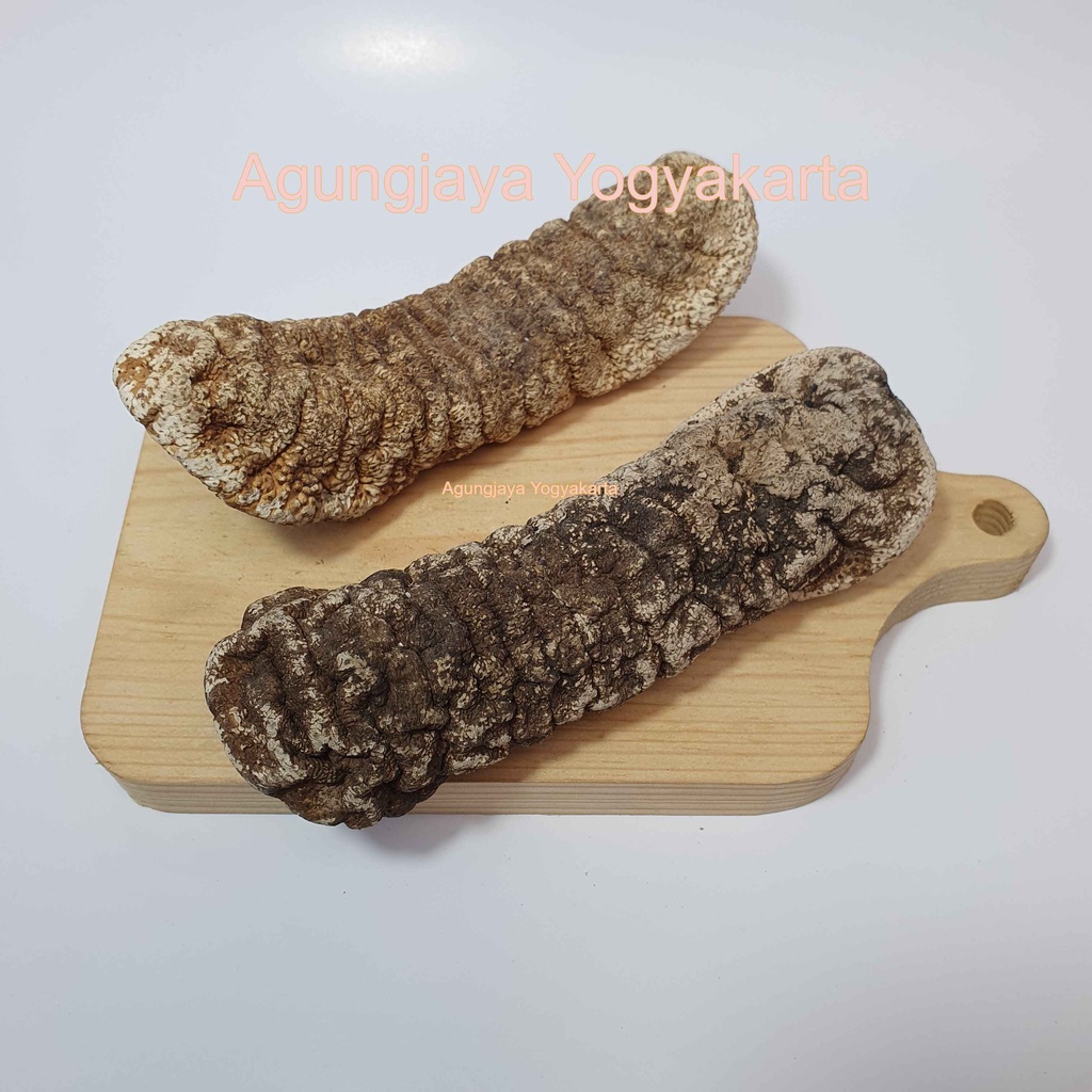 

Teripang Gajah / Tubosom / Haisom gajah / Timun Laut / Sea Cucumber SUPER