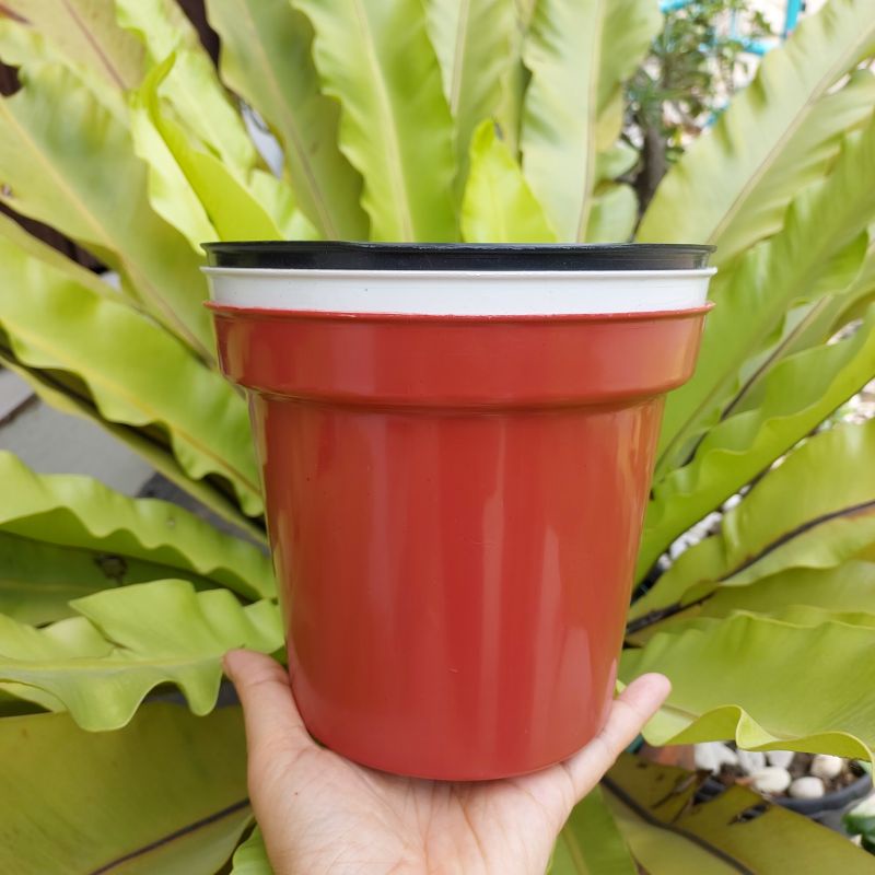 BASIC TINGGI RUPLAS 17A SRONDOL 17 (16cm) pot biasa tinggi mirip eifel USA