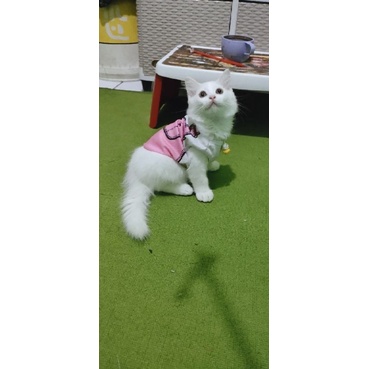 Kucing Persia Medium