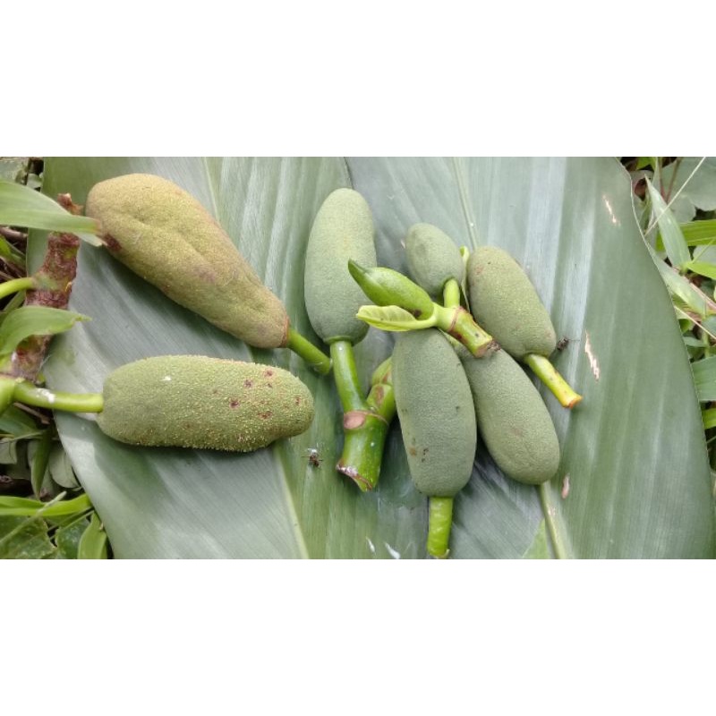 Nangka muda/buah babal/tongtolang obat diabetes 250 gram
