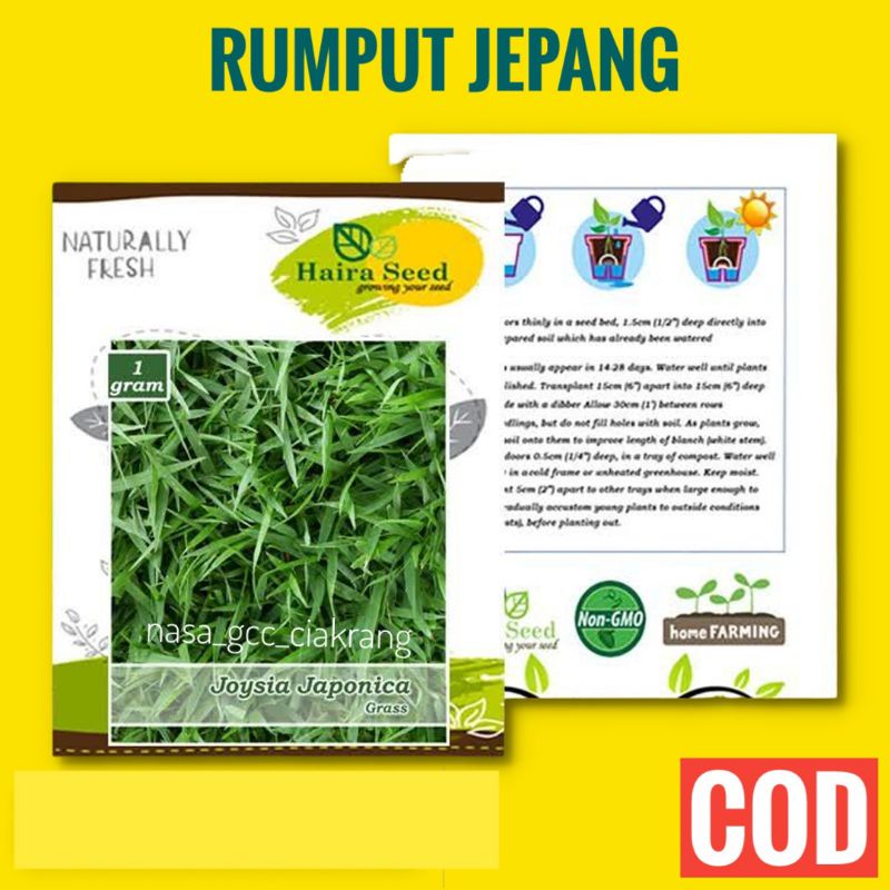 BENIH RUMPUT JEPANG HAIRA SEED