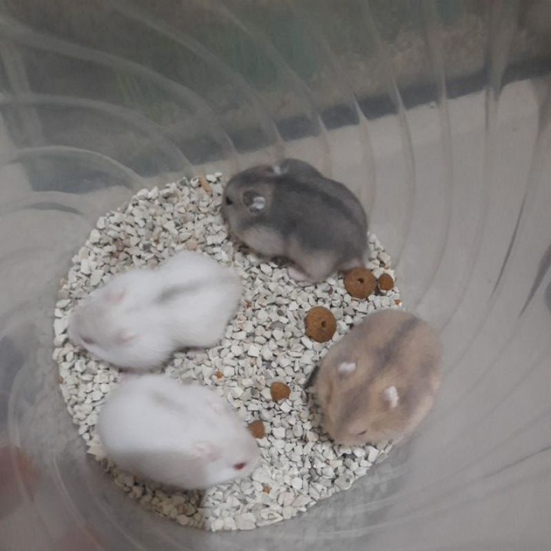 ( KHUSUS SURABAYA INSTAN )  HAMSTER WINTER WHITE HAMSTER JINAK